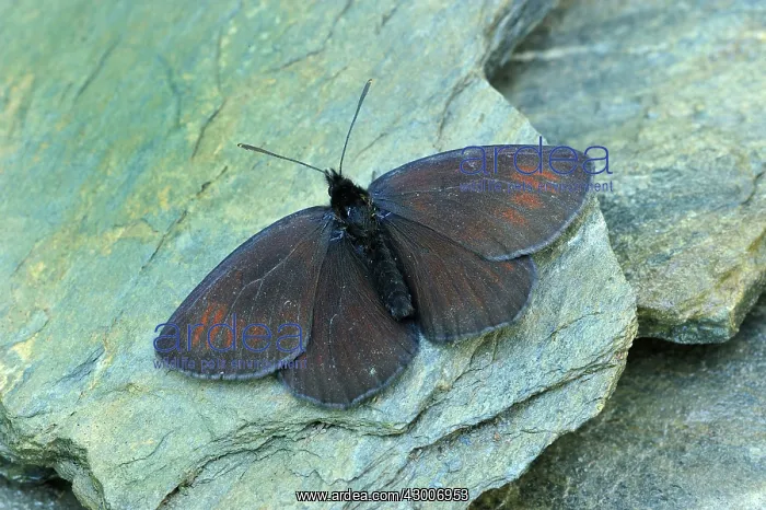  : Sooty Ringlet
