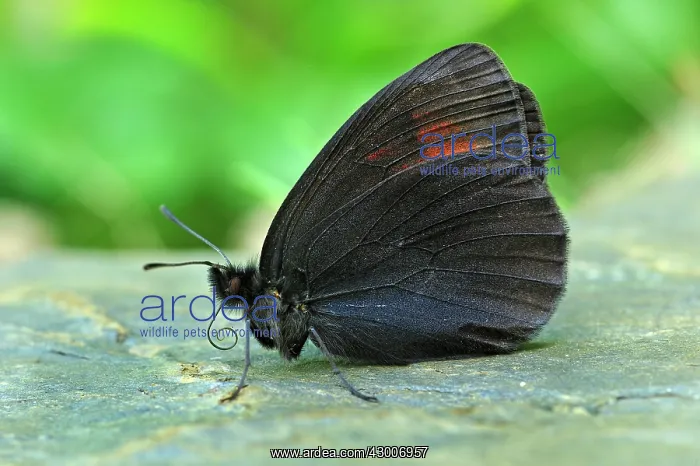  : Sooty Ringlet
