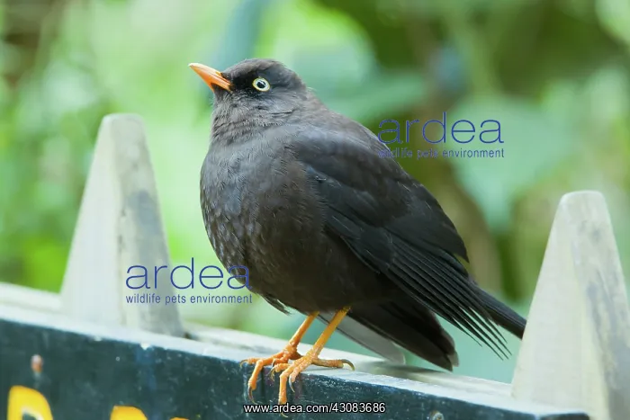 : Sooty Robin : Sooty Robin