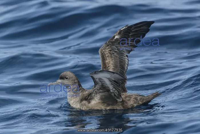 : Sooty Shearwater (Ardenna grisea) : Sooty Shearwater (Ardenna grisea)