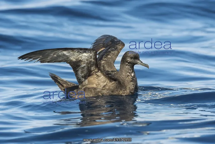 : Sooty Shearwater (Ardenna grisea), Eilat, Israel : Sooty Shearwater (Ardenna grisea), Eilat, Israel