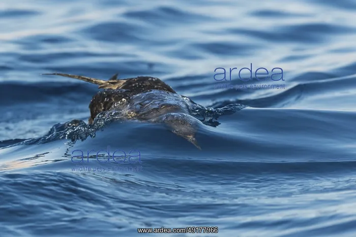 : Sooty Shearwater (Ardenna grisea), Eilat, Israel : Sooty Shearwater (Ardenna grisea), Eilat, Israel
