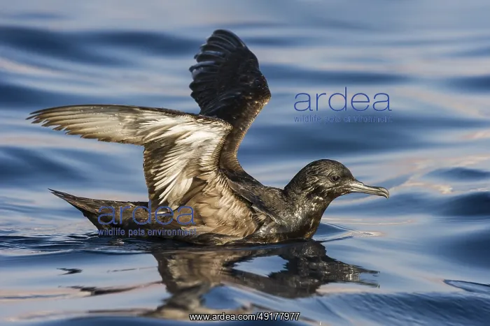 : Sooty Shearwater (Ardenna grisea), Eilat, Israel : Sooty Shearwater (Ardenna grisea), Eilat, Israel