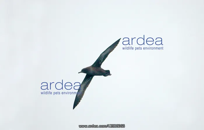 : Sooty SHEARWATER - in flight : Sooty SHEARWATER - in flight