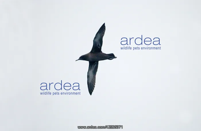 : Sooty SHEARWATER - in flight : Sooty SHEARWATER - in flight