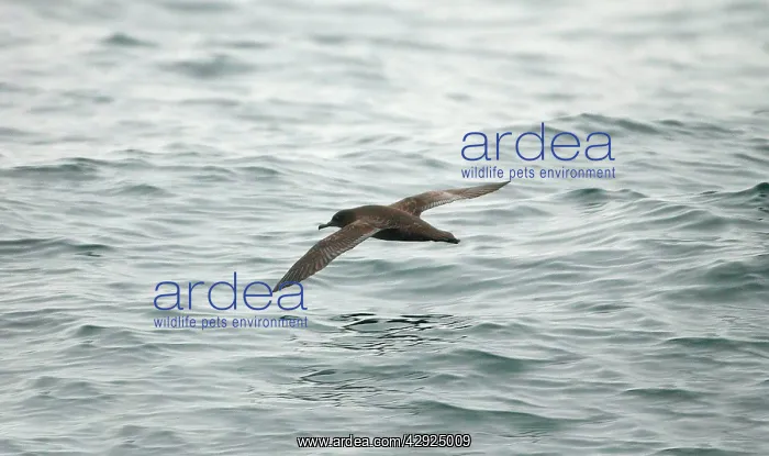 : Sooty SHEARWATER - in flight over water : Sooty SHEARWATER - in flight over water