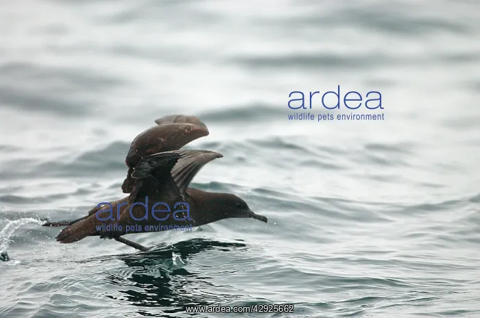: Sooty SHEARWATER - taking off from water : Sooty SHEARWATER - taking off from water