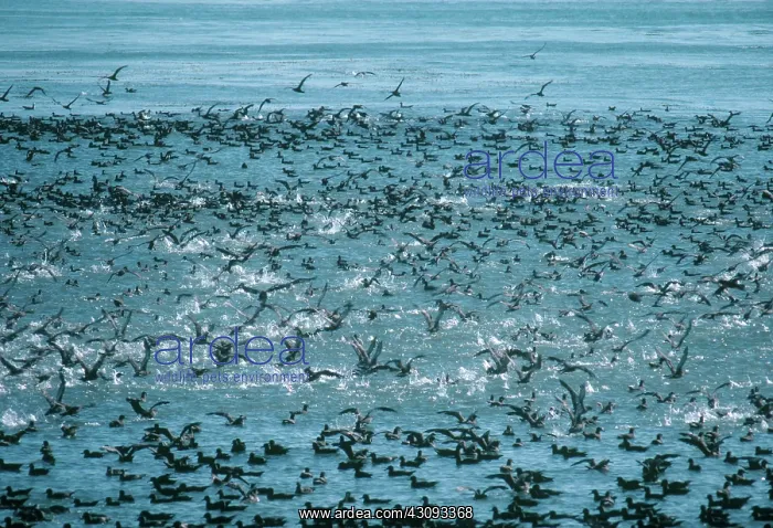 : Sooty Shearwaters : Sooty Shearwaters
