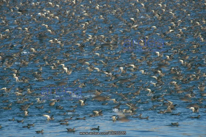: Sooty Shearwaters : Sooty Shearwaters