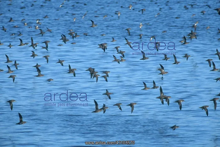 : Sooty Shearwaters : Sooty Shearwaters