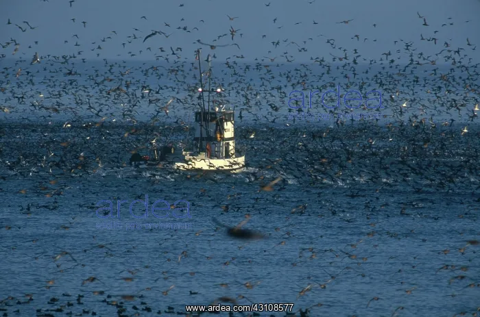  : Sooty Shearwaters
