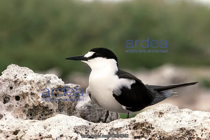 : Sooty Tern : Sooty Tern