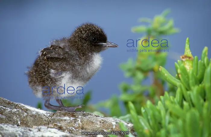 : Sooty Tern - chick : Sooty Tern - chick