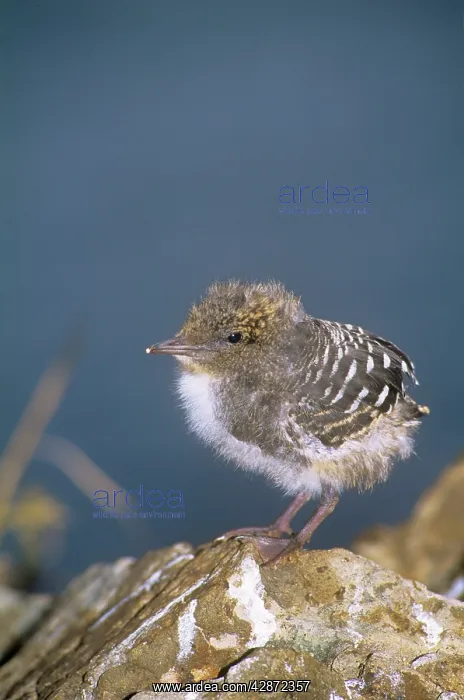 : Sooty Tern - chick with first wing feathers : Sooty Tern - chick with first wing feathers