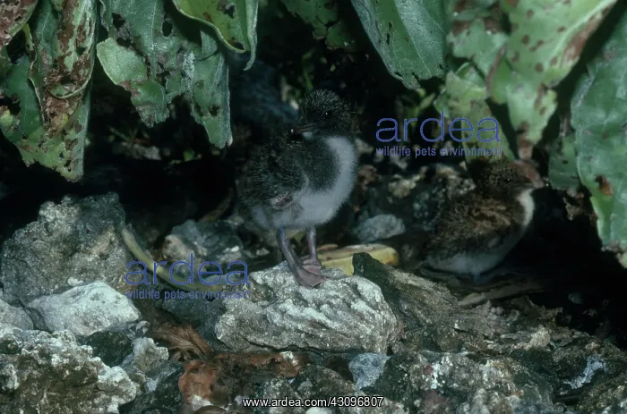 : Sooty Tern Chicks : Sooty Tern Chicks