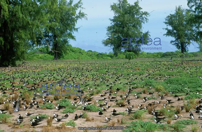 : Sooty Tern - colony on ground : Sooty Tern - colony on ground