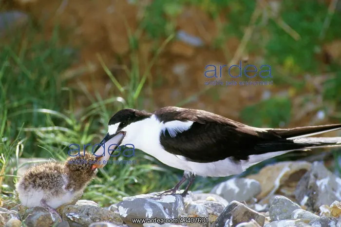 : Sooty Tern - feeding chick : Sooty Tern - feeding chick
