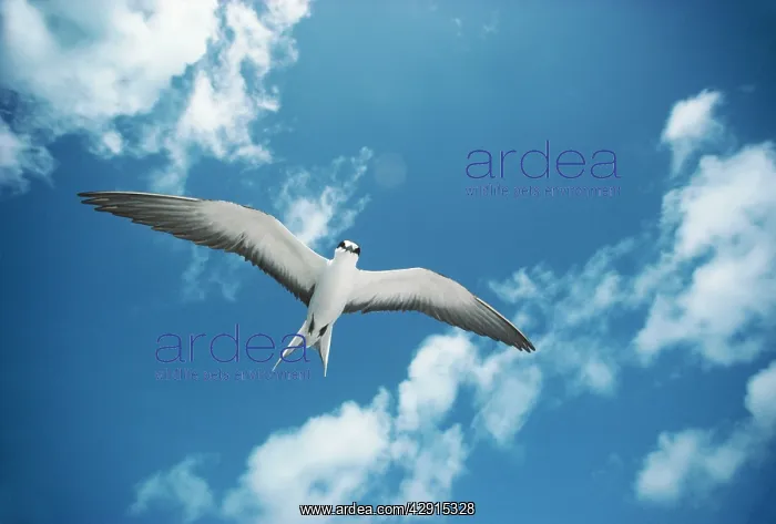 : Sooty TERN - in flight : Sooty TERN - in flight