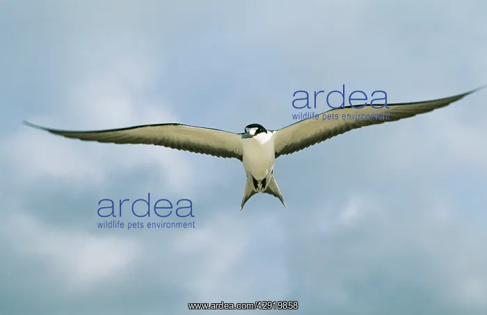 : Sooty TERN - in flight : Sooty TERN - in flight