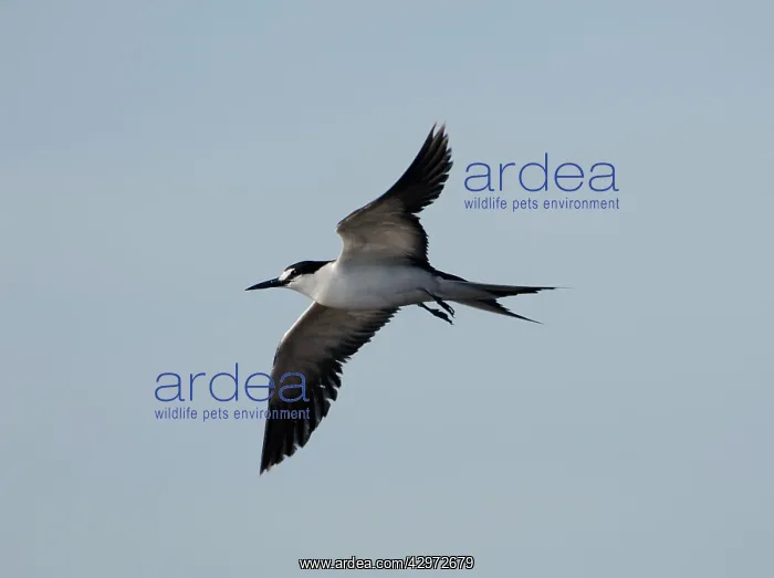 : Sooty Tern - in flight : Sooty Tern - in flight