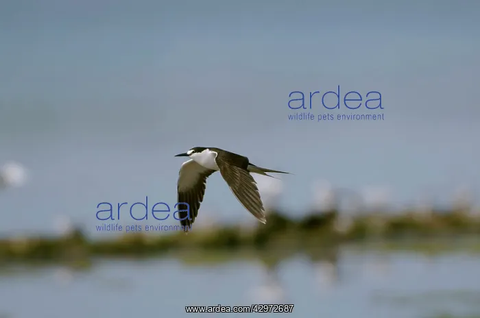 : Sooty Tern - in flight : Sooty Tern - in flight
