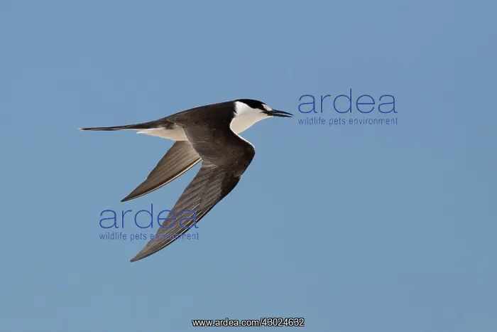 : Sooty Tern in flight Michaelmas Cay Great Barrier Ree : Sooty Tern in flight Michaelmas Cay Great Barrier Ree