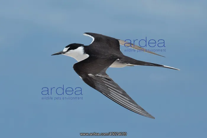 : Sooty Tern in flight Michaelmas Cay Great Barrier Ree : Sooty Tern in flight Michaelmas Cay Great Barrier Ree