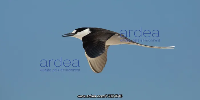 : Sooty Tern in flight Michaelmas Cay Great Barrier Ree : Sooty Tern in flight Michaelmas Cay Great Barrier Ree