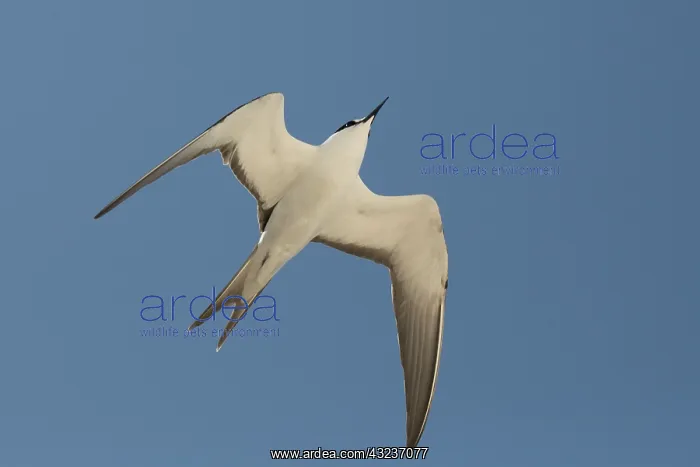 : Sooty Tern in flight Michaelmas Cay Great Barrier Ree : Sooty Tern in flight Michaelmas Cay Great Barrier Ree