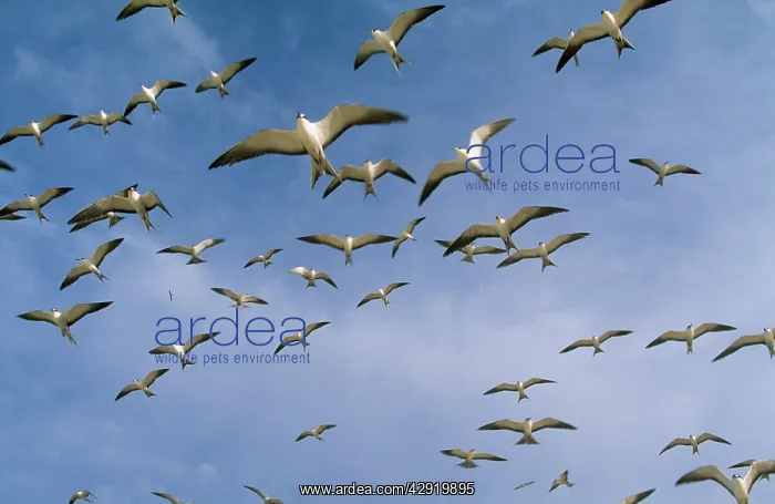 : Sooty TERN - flock in flight : Sooty TERN - flock in flight