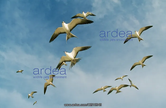 : Sooty TERN - flock in flight : Sooty TERN - flock in flight