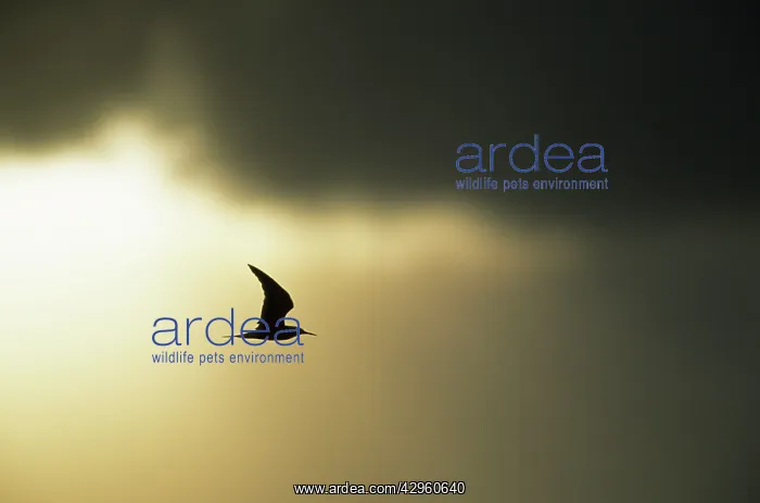 : Sooty Tern - Silhouetted against Stormy Sky at Dusk : Sooty Tern - Silhouetted against Stormy Sky at Dusk
