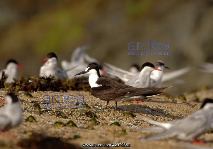 : Sooty Tern - stood with Arctic Terns : Sooty Tern - stood with Arctic Terns