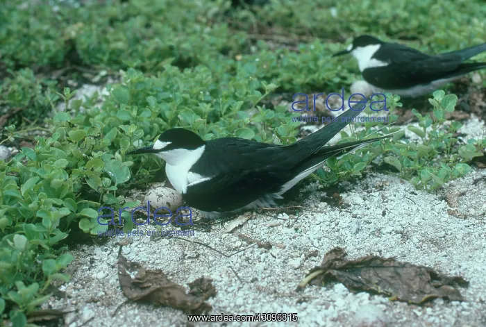 : Sooty Terns with Eggs : Sooty Terns with Eggs