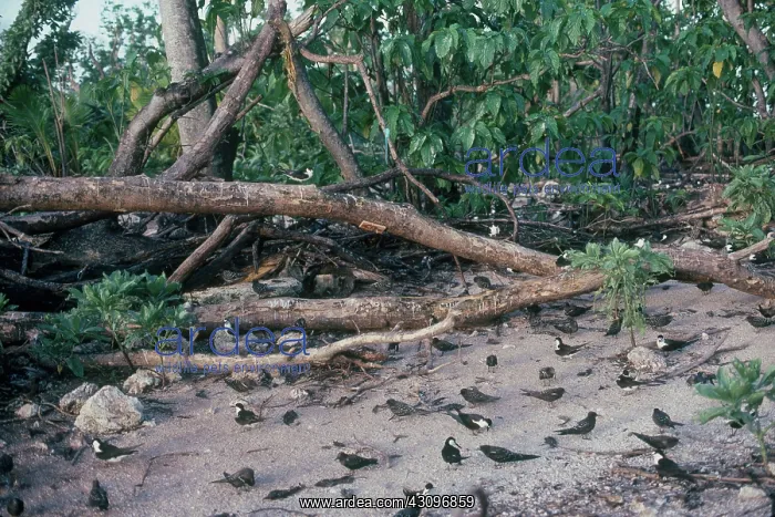 : Sooty Terns Nesting Colony : Sooty Terns Nesting Colony