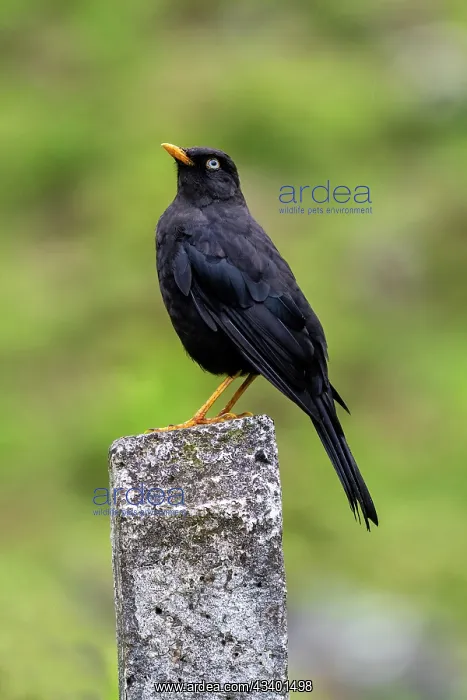 : Sooty Thrush Turdus nigrescens : Sooty Thrush Turdus nigrescens