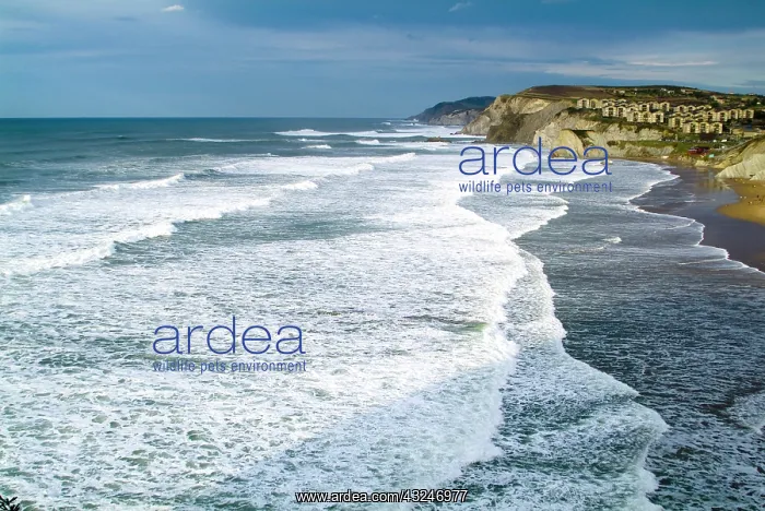 : Sopelana beach. Biscay, Basque Country : Sopelana beach. Biscay, Basque Country
