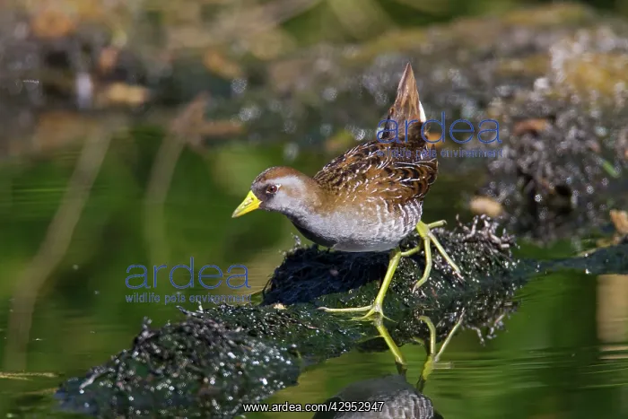 : Sora - March : Sora - March