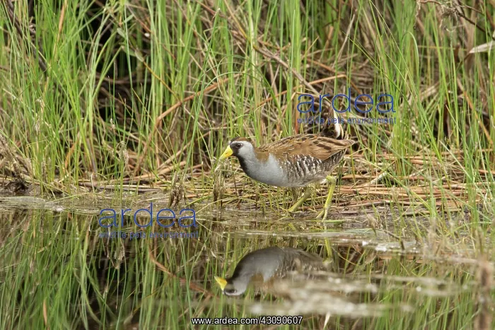 : Sora (Porzana carolina) : Sora (Porzana carolina)