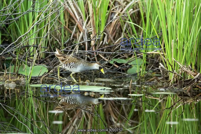 : Sora (Porzana carolina) : Sora (Porzana carolina)