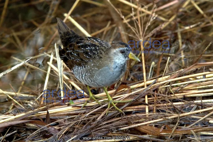 : Sora (Porzana carolina) with fall plumage. Baker Wetlands near Lawrence, Kansas : Sora (Porzana carolina) with fall plumage. Baker Wetlands near Lawrence, Kansas