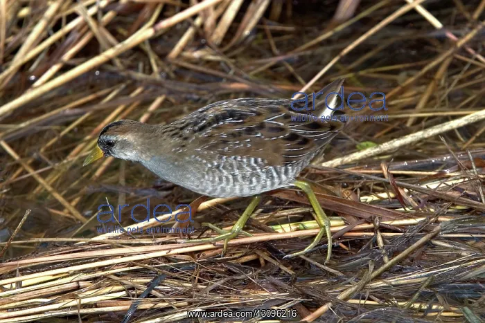 : Sora (Porzana carolina) with fall plumage. Baker Wetlands near Lawrence, Kansas : Sora (Porzana carolina) with fall plumage. Baker Wetlands near Lawrence, Kansas