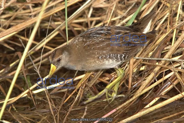 : Sora (Porzana carolina) with fall plumage. Baker Wetlands near Lawrence, Kansas : Sora (Porzana carolina) with fall plumage. Baker Wetlands near Lawrence, Kansas