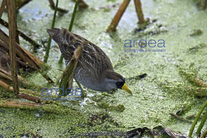 : Sora (Porzana carolina) Wakodahatchee wetlands, Florida : Sora (Porzana carolina) Wakodahatchee wetlands, Florida