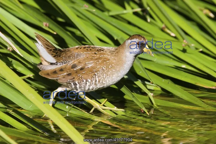 : Sora Porzana carolinensis Tucson : Sora Porzana carolinensis Tucson