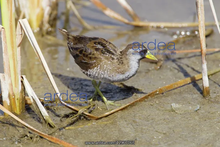 : Sora Rail (Porzana carolina). South Padre island - Texas, USA : Sora Rail (Porzana carolina). South Padre island - Texas, USA