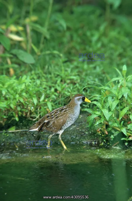 : Sora Rail (Porzana carolina) in a wetland : Sora Rail (Porzana carolina) in a wetland