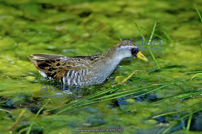 : Sora Rail Wading : Sora Rail Wading