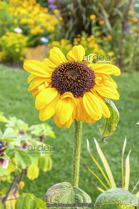 : Soraya Sunflower, Helianthus annuus Soraya, flower : Soraya Sunflower, Helianthus annuus Soraya, flower
