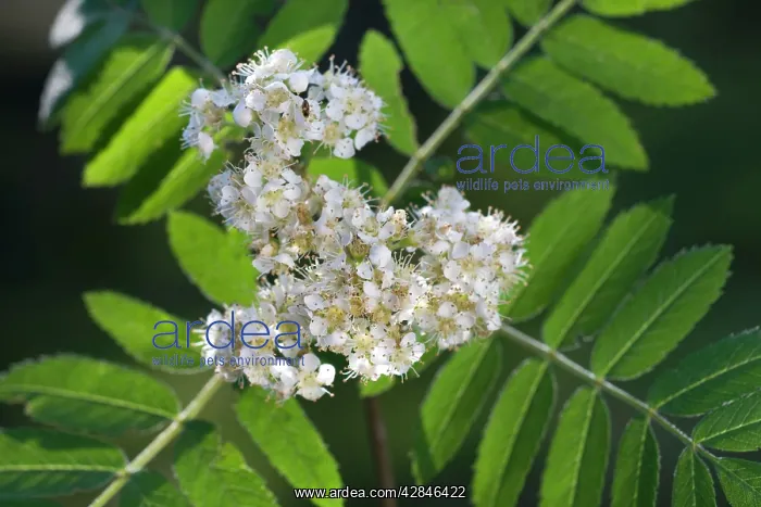 : Sorbus / Rowan Tree with flowers : Sorbus / Rowan Tree with flowers